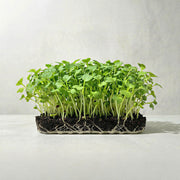 Microvegetales de rúcula