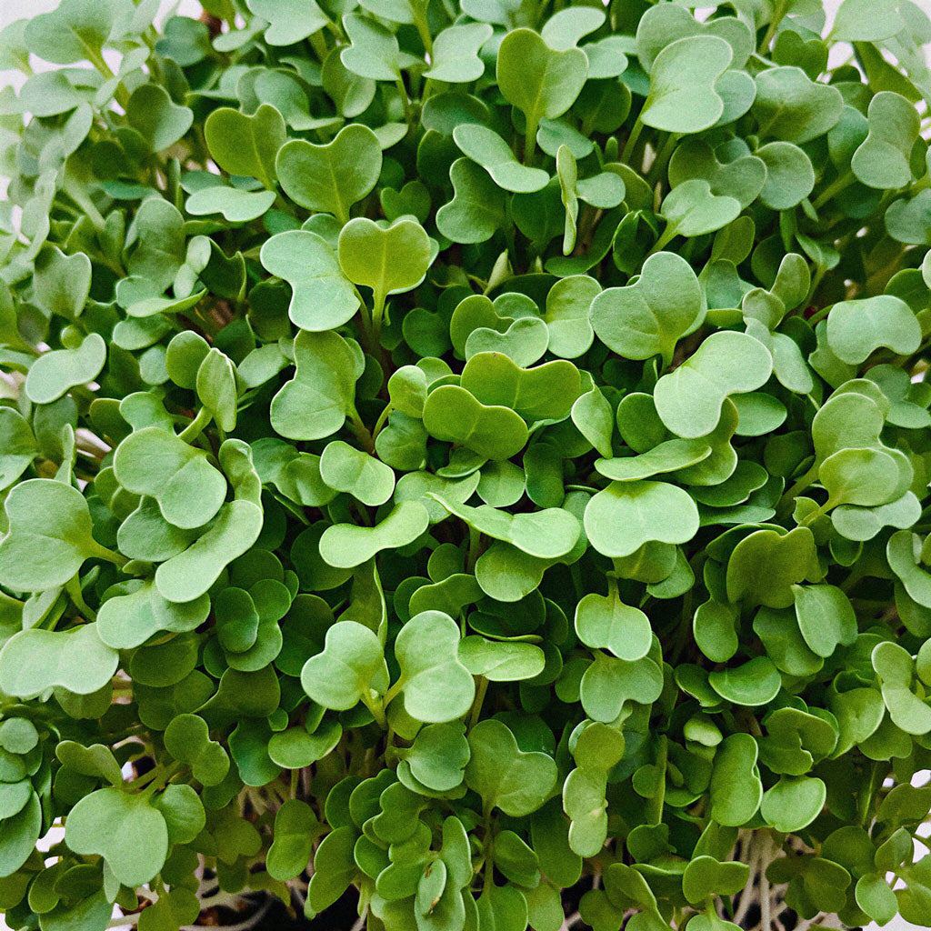 Microvegetais de Rúcula