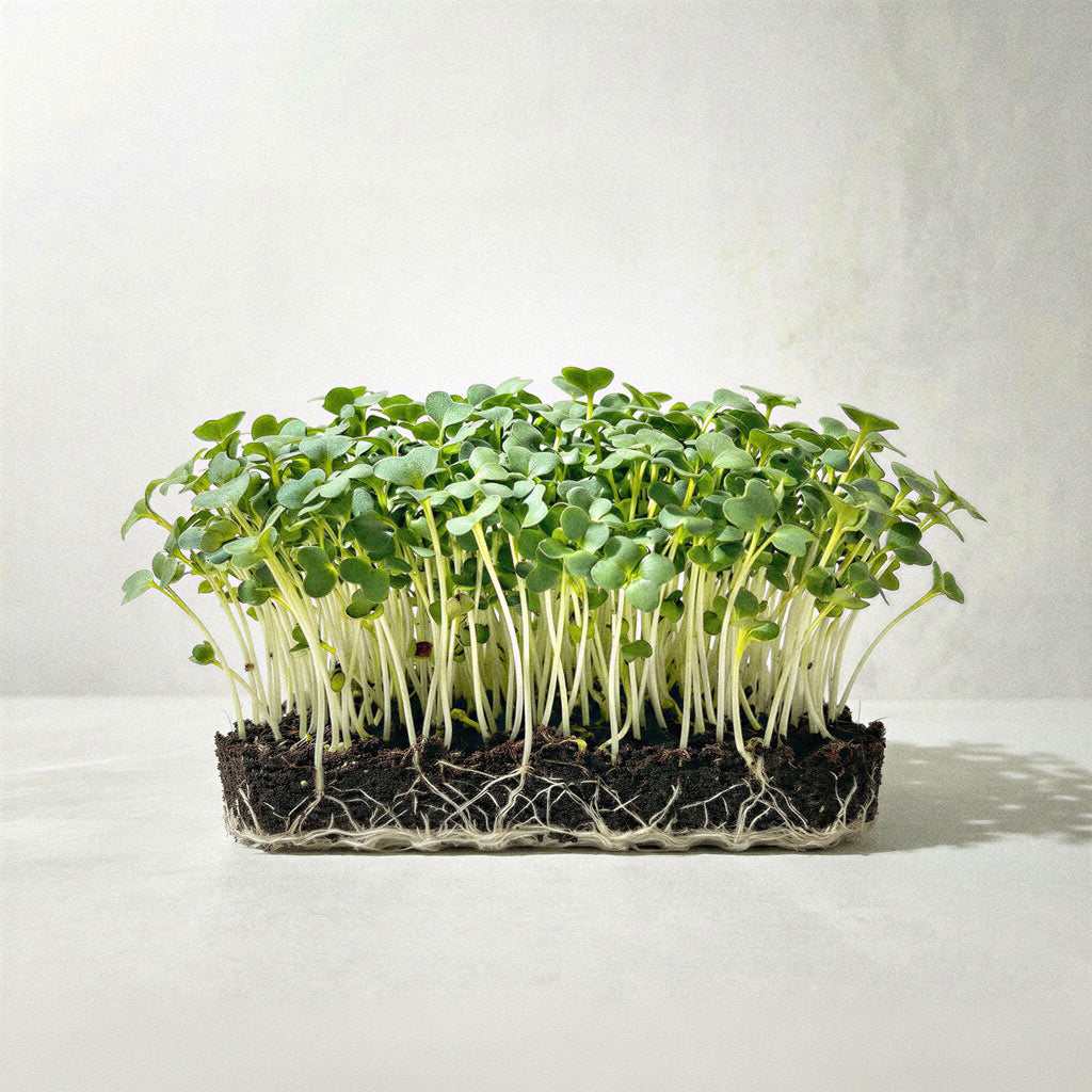 Microvegetais de Brócolos