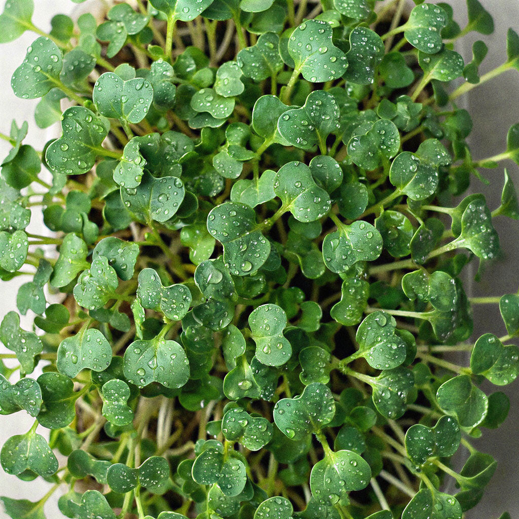 Microvegetais de Brócolos