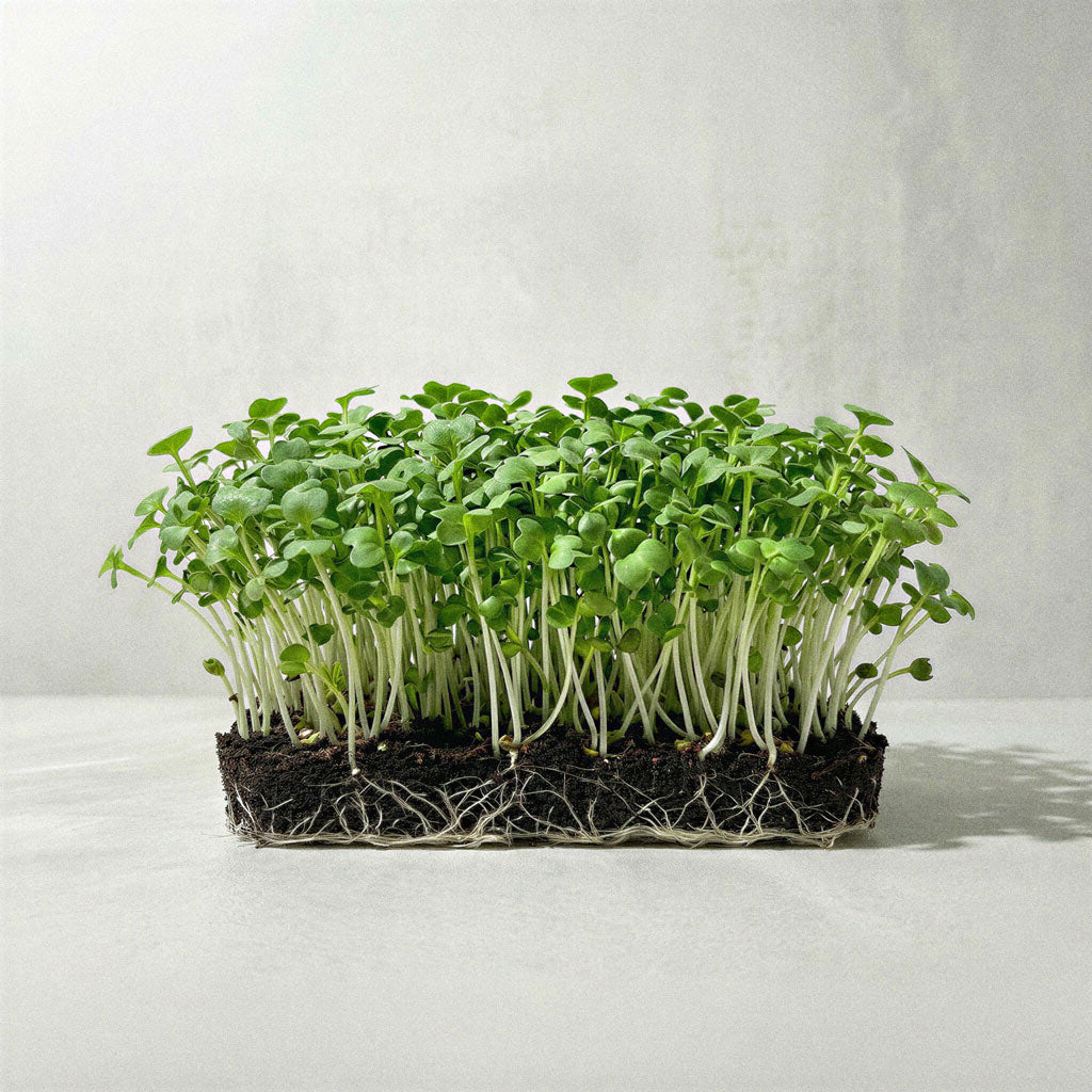 Microvegetais de Mostarda Branca