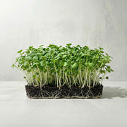 Microgreens de Mostaza Blanca