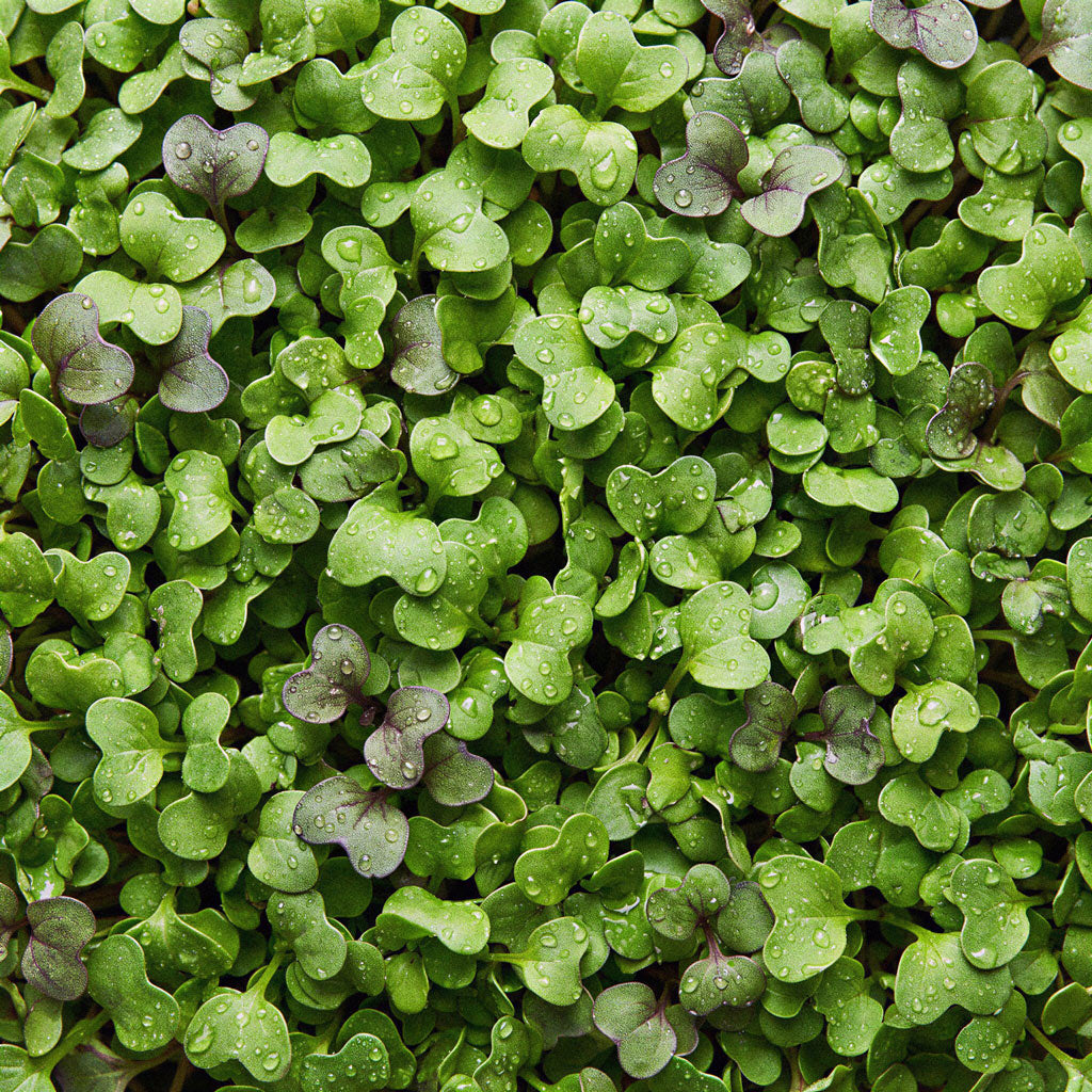 Microvegetais de Mostarda Branca