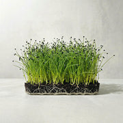 Microvegetales de Cebolla