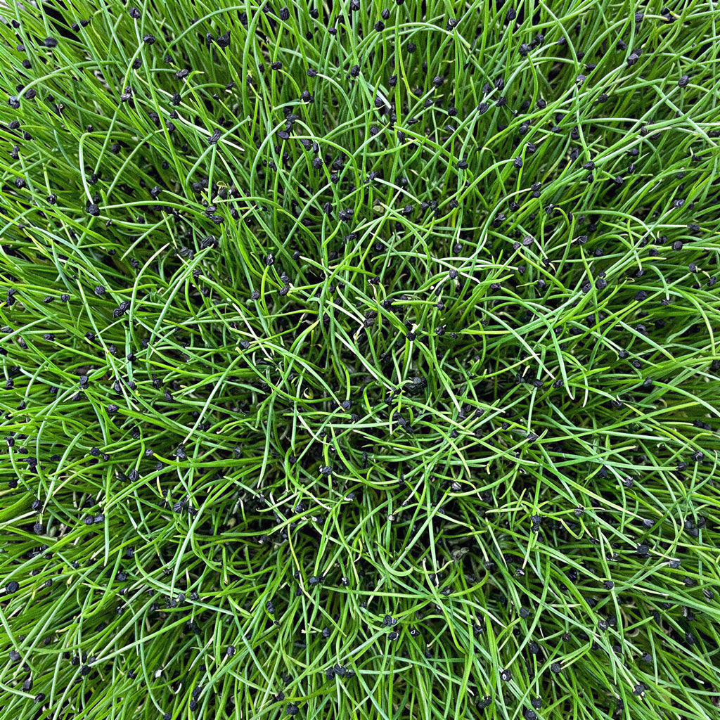 Microvegetais de Cebola