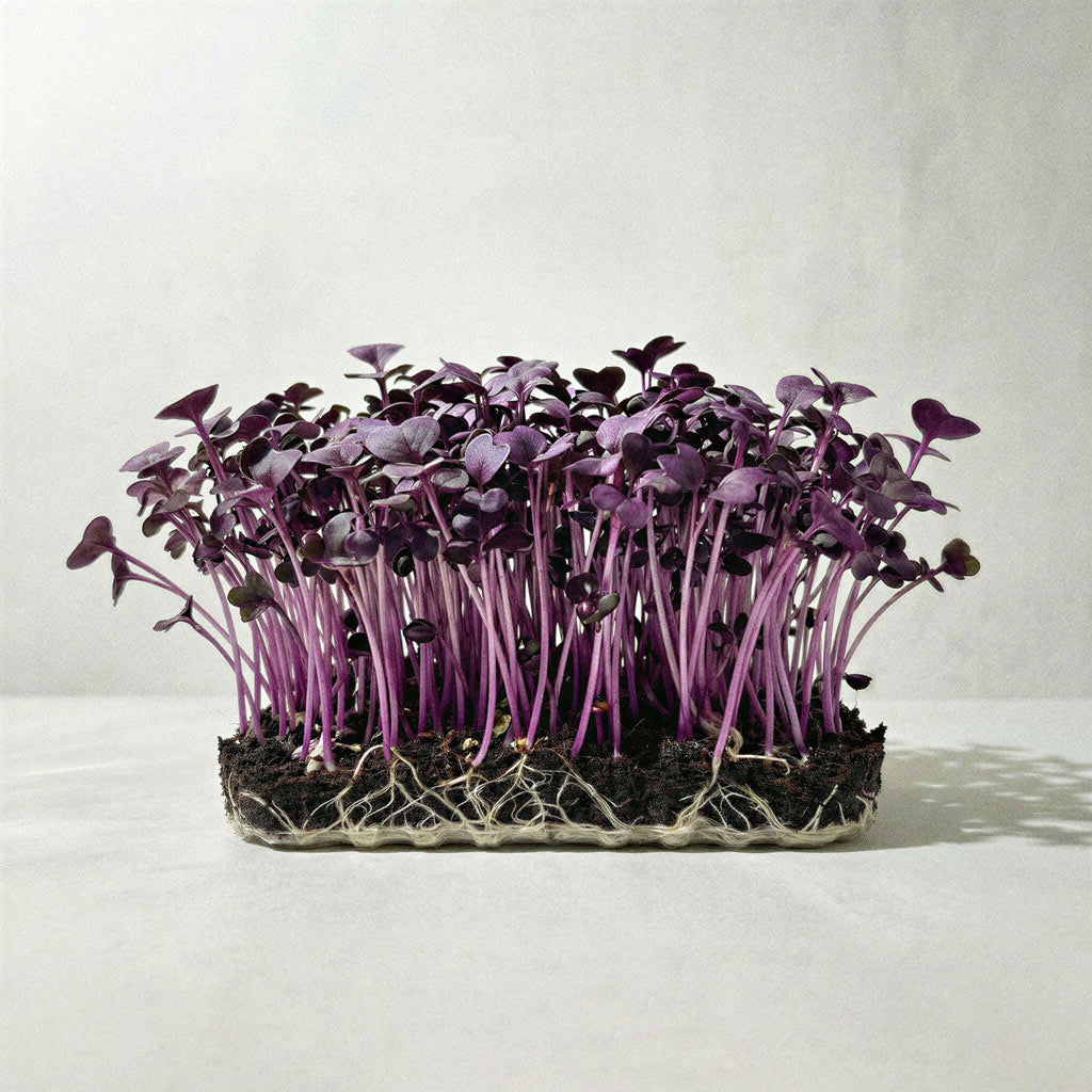Microvegetais de Rabanete Roxo Sango