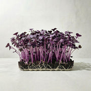 Microvegetales de Rábano Morado Sango