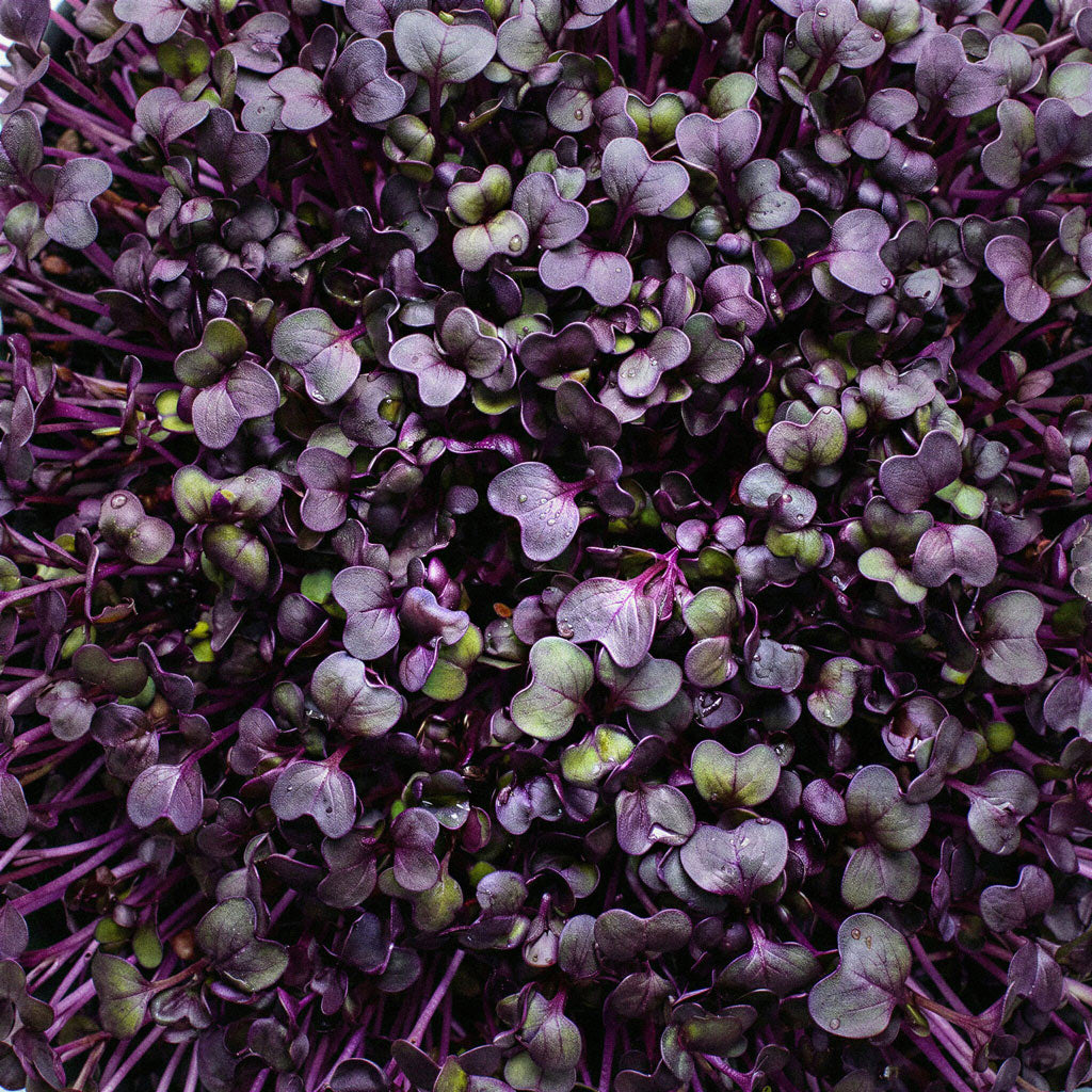 Microvegetais de Rabanete Roxo Sango