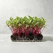Microvegetales de Remolacha Roja
