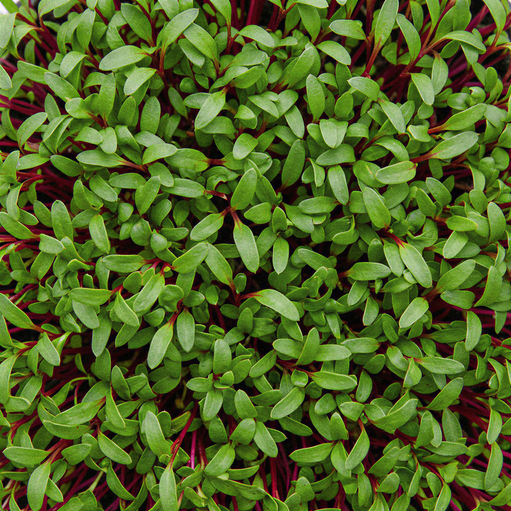 Microvegetais de Beterraba Vermelha