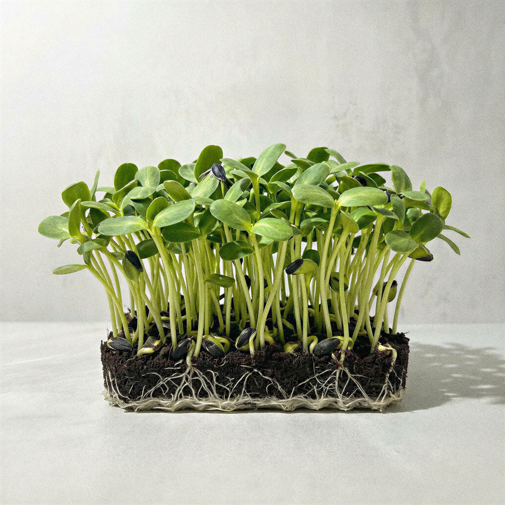 Microvegetais de Girassol