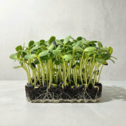 Microvegetales de Girasol