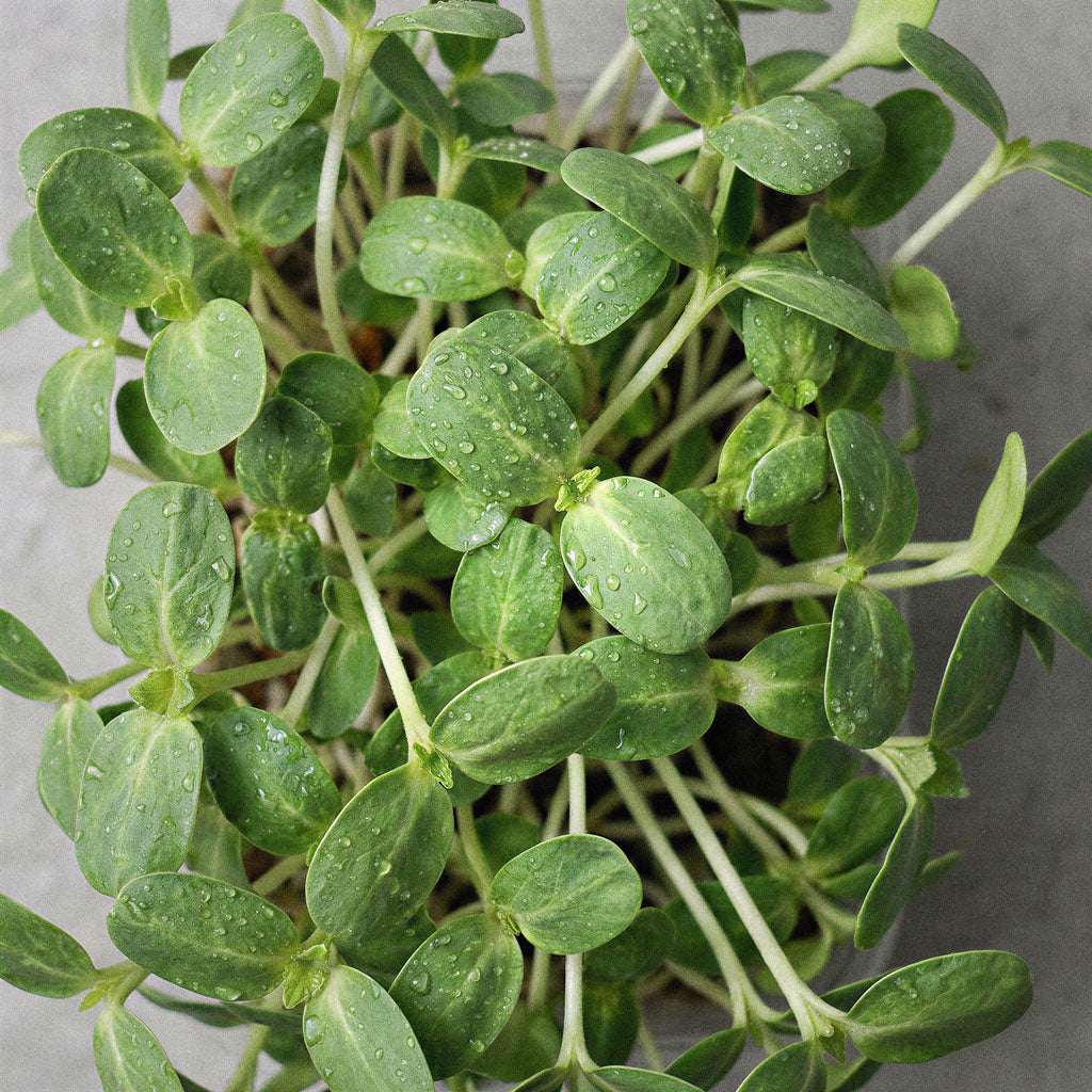 Microvegetais de Girassol