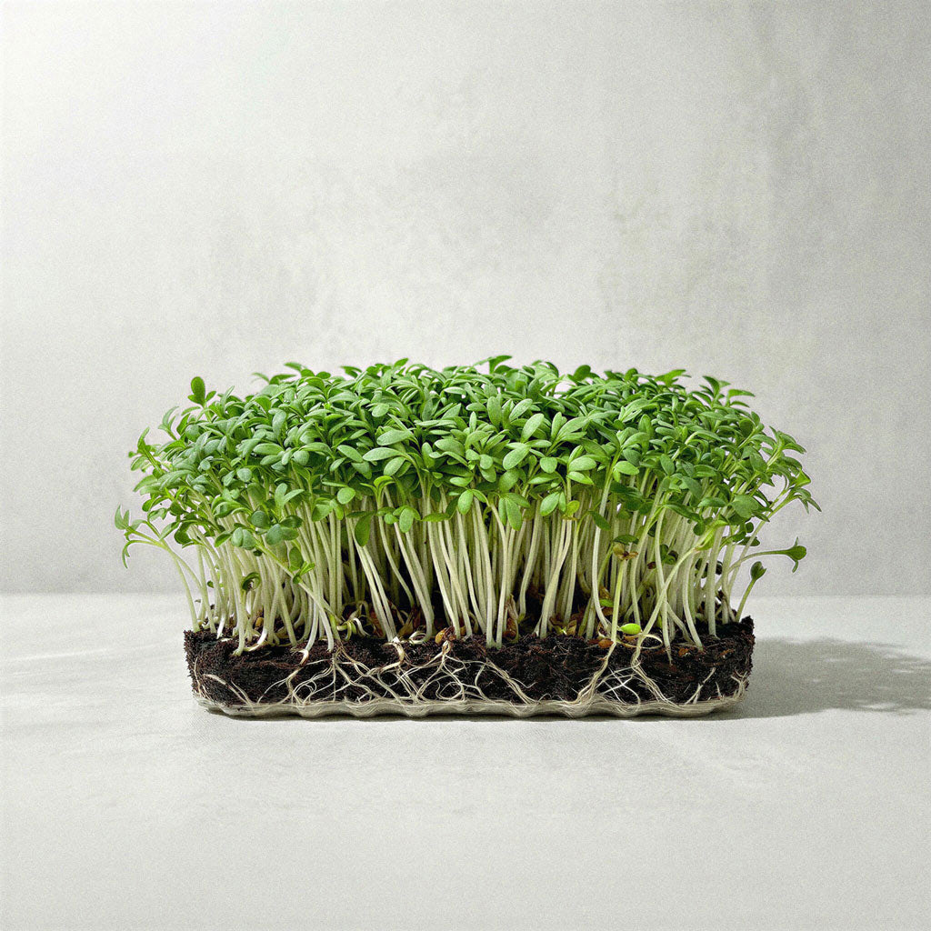 Salada de Agrião