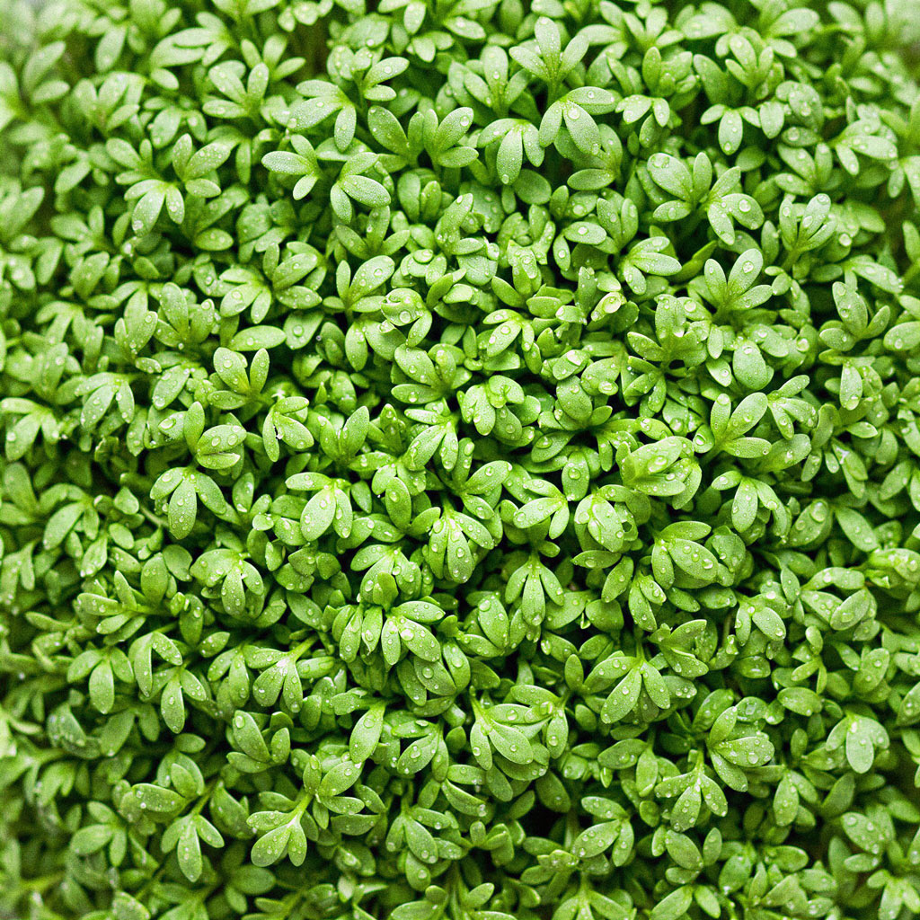 Salada de Agrião